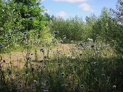 daisies along clearcut dirt road, nr pond SE of Custer, Whatcom County, Washington