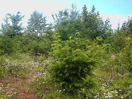planted Douglas-fir, clearcut nr pond SE of Custer, Whatcom County, Washington