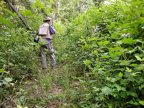Himalayan blackberry jungle along trail to pond, SE of Custer, Whatcom County, Washington