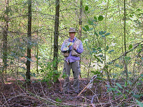Laurel Ramseyer tapping cones for spiders, nr pond SE of Custer, Whatcom County, Washington