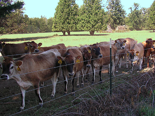 Jersey cows attempt to follow us, nr pond SE of Custer, Whatcom County, Washington