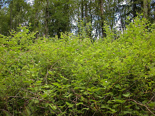 salmonberry along trail, nr pond SE of Custer, Whatcom County, Washington