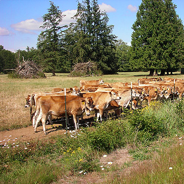 we attempt to leave herd of Jersey cows behind, nr pond SE of Custer, Whatcom County, Washington