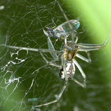 sheetweb weaver spider Linyphia triangularis, newly recorded in Washington in clearcut nr pond SE of Custer, Whatcom County, Washington