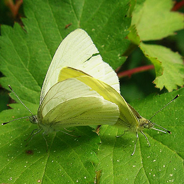 male and female veined white butterflies mating, clearcut nr pond SE of Custer, Whatcom County, Washington