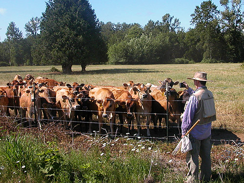 Laurel Ramsyer attracting Jersey cattle, nr pond SE of Custer, Whatcom County, Washington