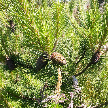 c ones on a young shore pine, Damon Point, Grays Harbor County, Washington