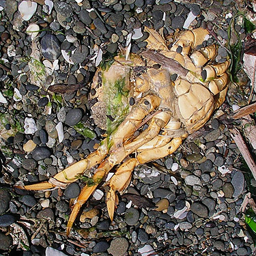 dead crab on beach, Damon Point, Grays Harbor County, Washington