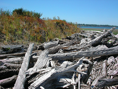 driftwood at north beach, Damon Point, Grays Harbor County, Washington