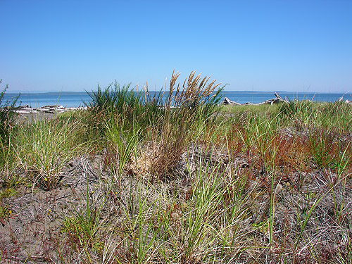 raised area behind north beach of Damon Point, Grays Harbor County, Washington