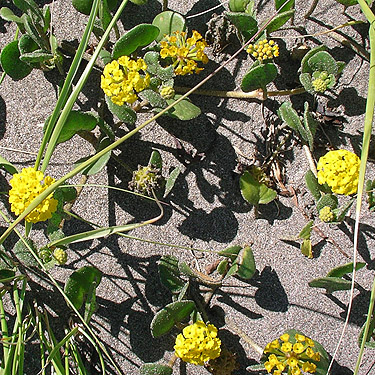Abronia latifolia, Damon Point, Grays Harbor County, Washington