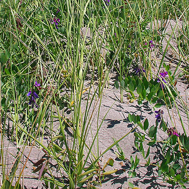 beach grass and beach pea, Damon Point, Grays Harbor County, Washington