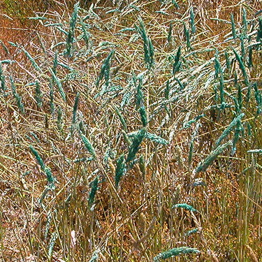 mystery green grass seedheads, Damon Point, Grays Harbor County, Washington