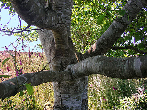 alder limbs, Damon Point, Grays Harbor County, Washington