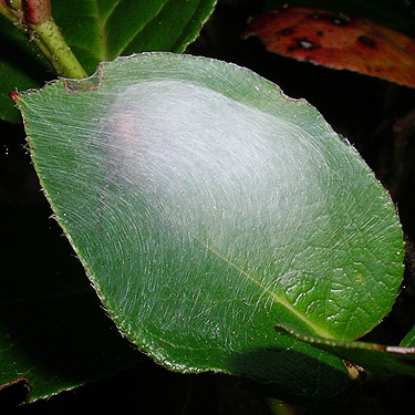 retreat of spider Anyphaena aperta on salal leaf, Weatherwax Nature Preserve, Ocean Shores, Washington