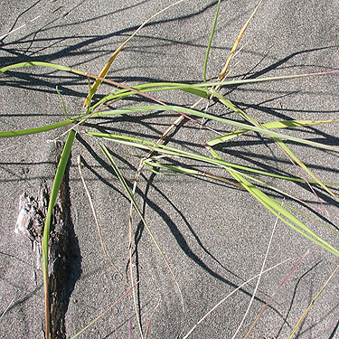 sand with dune grass, Damon Point, Grays Harbor County, Washington
