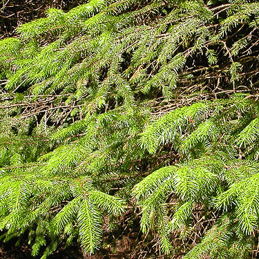 sitka spruce foliage, Weatherwax Nature Preserve, Ocean Shores, Washington