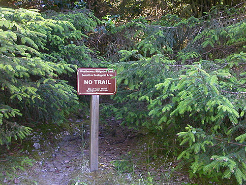 Sitka spruce, Weatherwax Nature Preserve, Ocean Shores, Washington
