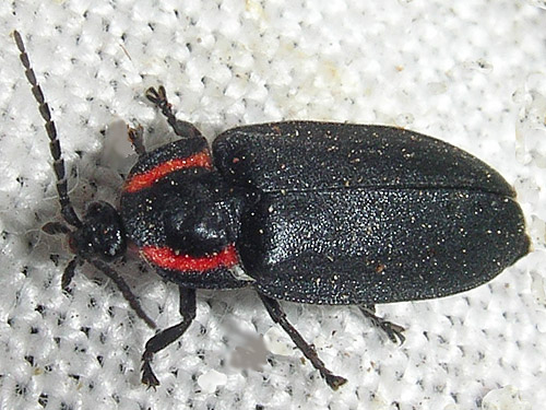Ellychnia beetle, Lampyridae, Decker Creek fishing access, Mason County, Washington