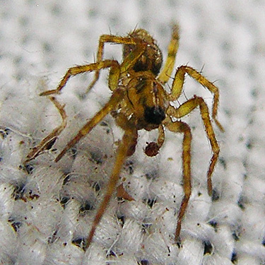 male spider Ethobuella tuonops, Decker Creek fishing access, Mason County, Washington