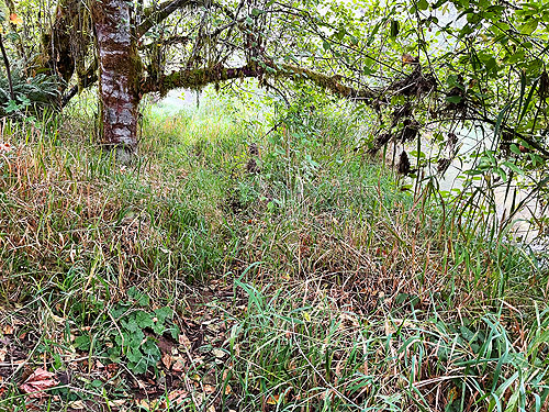 riparian grass, Decker Creek fishing access, Mason County, Washington