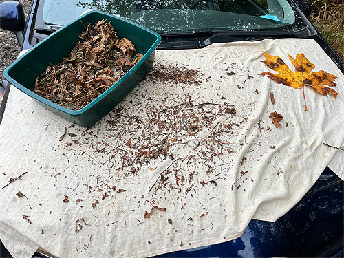 Sifting leaf litter on the hood of Laurel's car, Decker Creek fishing access, Mason County, Washington