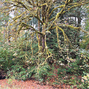 moss-coated tree, Decker Creek fishing access, Mason County, Washington
