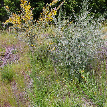 Scots broom Cytisus scoparius, Deer Meadow, S end Lake Cushman, Mason County, Washington