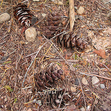 Douglas-fir cones, Deer Meadow, S end Lake Cushman, Mason County, Washington