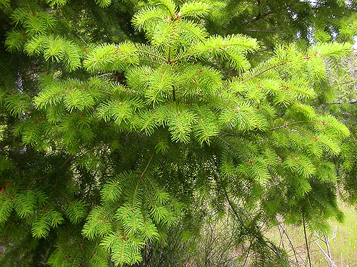 Douglas-fir foliage, Deer Meadow, S end Lake Cushman, Mason County, Washington