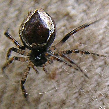 spider Euryopis formosa from Douglas-fir cones, Deer Meadow, S end Lake Cushman, Mason County, Washington