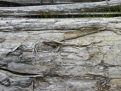 bleached log at Deer Meadow, S end Lake Cushman, Mason County, Washington