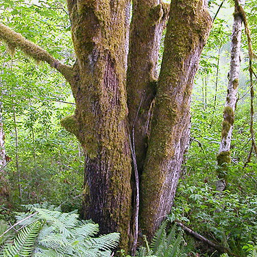 bigleaf maple tree, Deer Meadow, S end Lake Cushman, Mason County, Washington