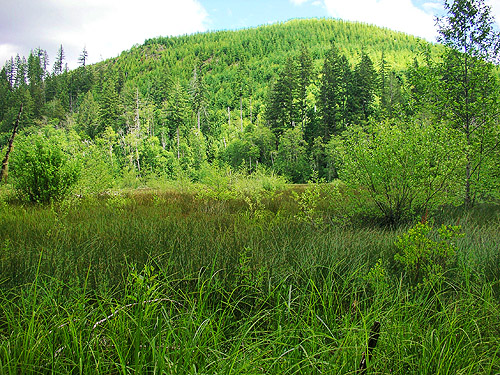 eye-level view of Deer Meadow, S end Lake Cushman, Mason County, Washington
