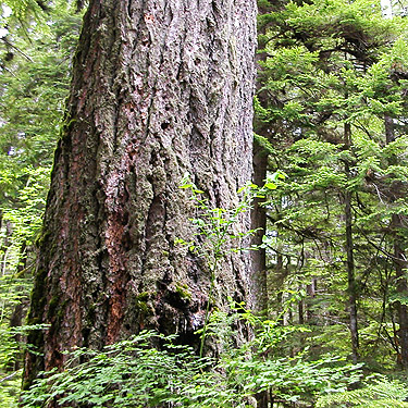 old growth Douglas-fir west of Deer Meadow, S end Lake Cushman, Mason County, Washington