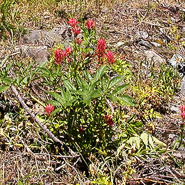 Castilleja in meadow, NW of De Roux Campground, North Fork Teanaway, Kittitas County, Washington