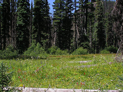 colorful flowery meadow NW of De Roux Campground, North Fork Teanaway, Kittitas County, Washington
