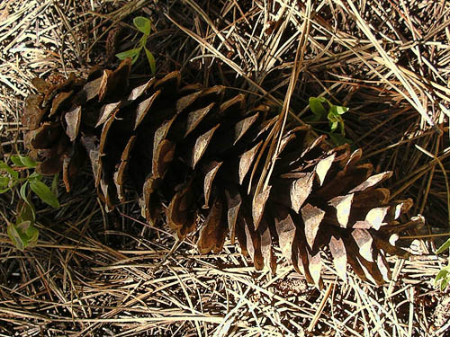 white pine cone Pinus monticola, De Roux Campground, North Fork Teanaway, Kittitas County, Washington