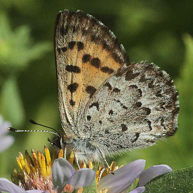 copper butterfly Lycaena cupreus, meadow NW of De Roux Campground, North Fork Teanaway, Kittitas County, Washington