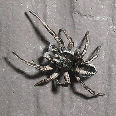 undescribed Habronattus jumping spider on outhouse, De Roux Campground, North Fork Teanaway, Kittitas County, Washington