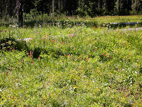 lush meadow NW of De Roux Campground, North Fork Teanaway, Kittitas County, Washington