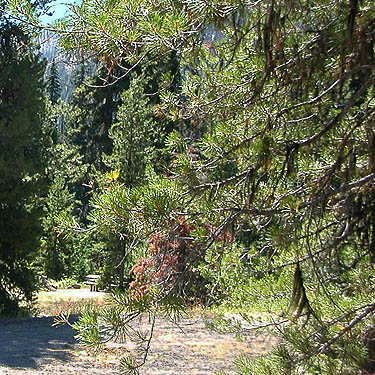 pine in De Roux Campground, North Fork Teanaway, Kittitas County, Washington