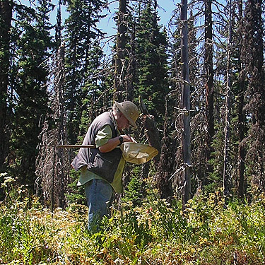 Rod Crawford collecting spiders in meadow, NW of De Roux Campground, North Fork Teanaway, Kittitas County, Washington