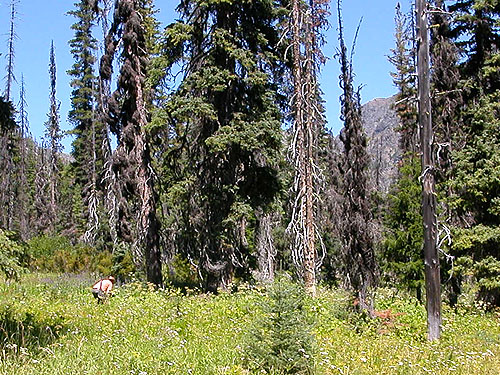 sparse forest, NW of De Roux Campground, North Fork Teanaway, Kittitas County, Washington