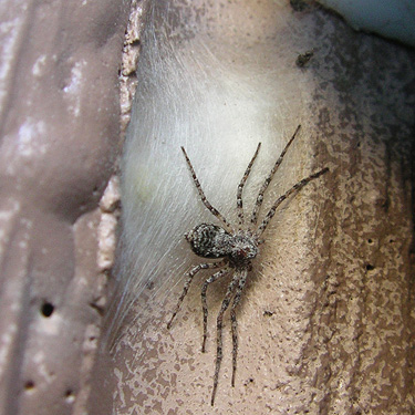 crab spider Philodromus spectabilis on her egg sac, Esmeralda Trailhead, Kittitas County, Washington