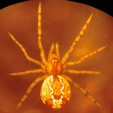 juvenile Theridion cobweb weaver spider, NW of De Roux Campground, North Fork Teanaway, Kittitas County, Washington