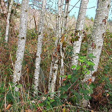 riparian alder trees, upper Deschutes River, Thurston County, Washington