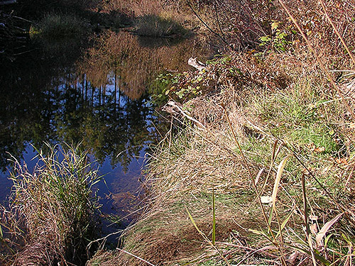 grassy river bank, upper Deschutes River, Thurston County, Washington