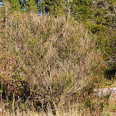 giant Scots broom shrub, upper Deschutes River, Thurston County, Washington