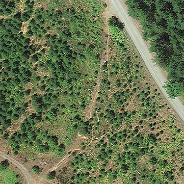 faint trail through clearcut from the air, Deschutes River spider site, Thurston County, Washington